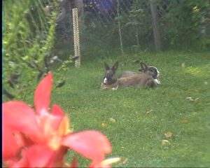 osterhasenbild-Tierheilpraxis-München